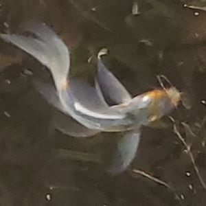 Meet your Posher, Deb